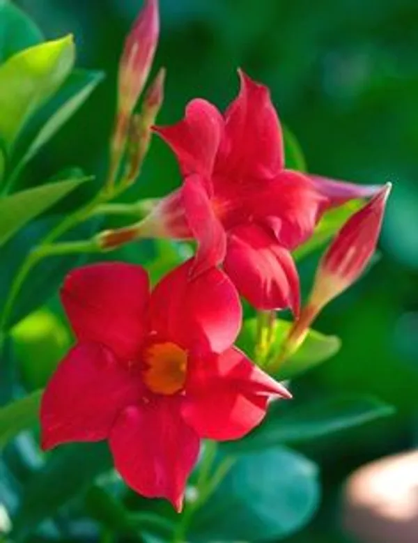 Pink_Mandevilla_Flowering_Plant