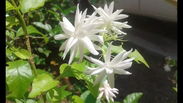 White_Jasmine_Flowering_Plant