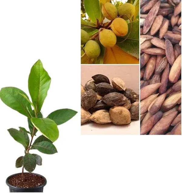 Live_Mango_Fruit_Plant_With_Green_Mangoes