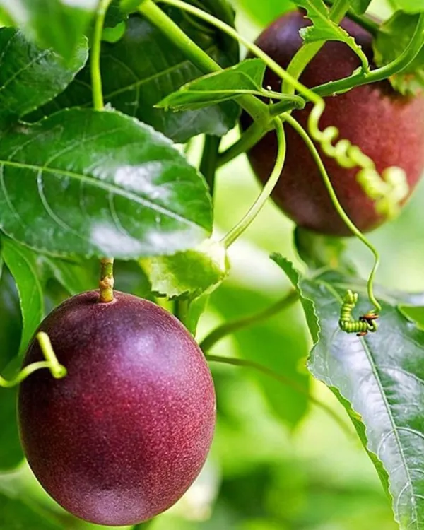 Green_Passion_Fruit_Live_Plant