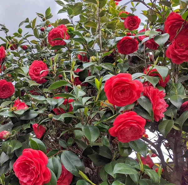 Red_Camellia_Flowering_Plant