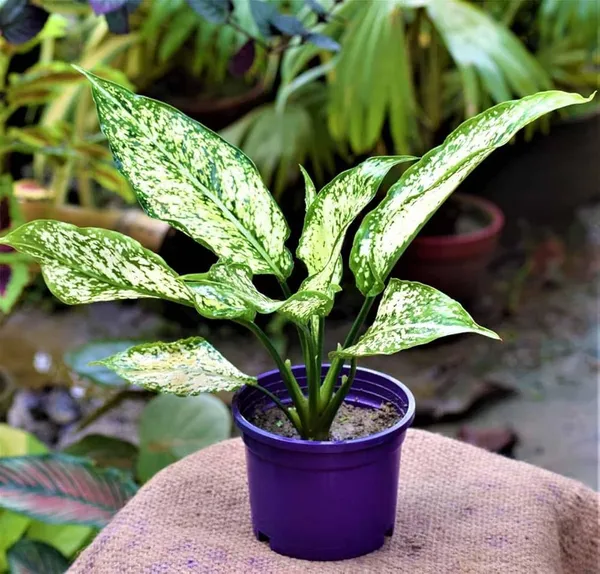 Variegated_Aglaonema_Live_Plant