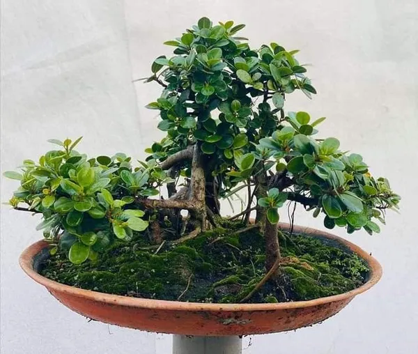 Green_Bonsai_Plant_In_Decorative_Pot