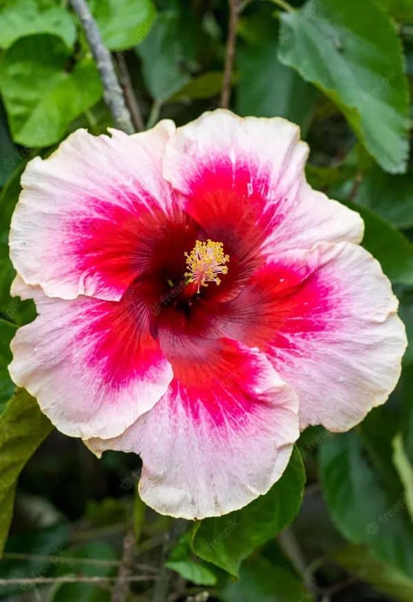 Pink_And_Red_Hibiscus_Flowering_Plant