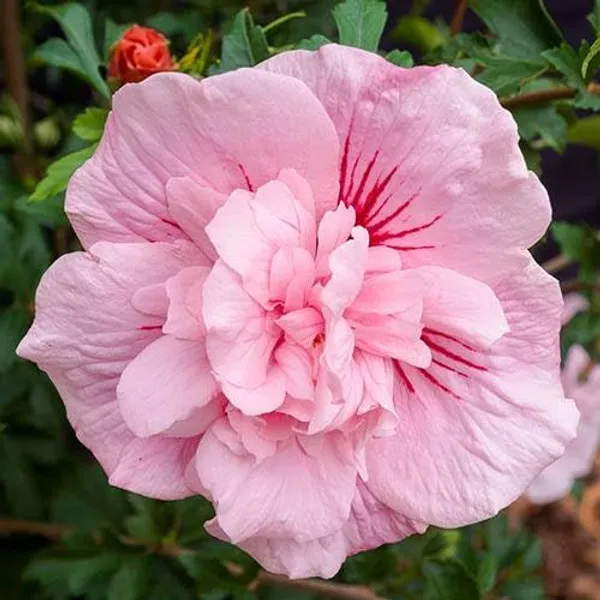 Pink_Double_Hibiscus_Flowering_Plant