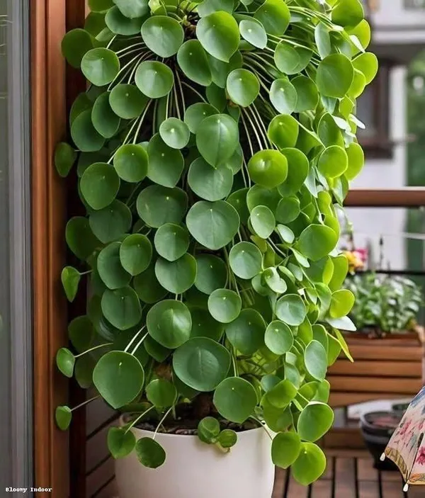 Pilea_Peperomioides_Live_Indoor_Plant