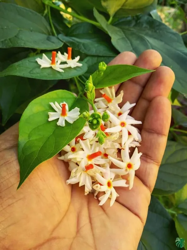 Parijat_White_Flowering_Jasmine_Live_Plant