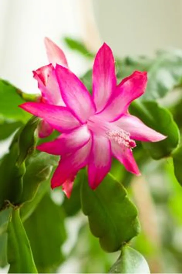 Pink_Christmas_Cactus_Flowering_Live_Plant