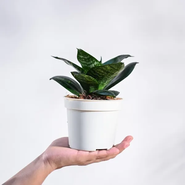 Green_Snake_Plant_Live_Indoor_Plant