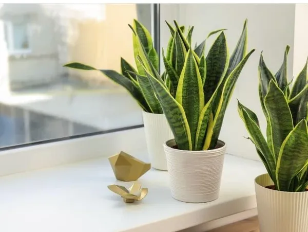 Green_Snake_Plant_Live_Indoor_Plant