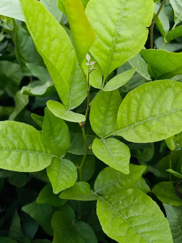 Green_Leafy_Live_Plant_In_Nursery_Grow_Bag