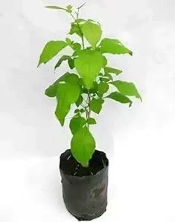 Bael_Live_Fruit_Plant