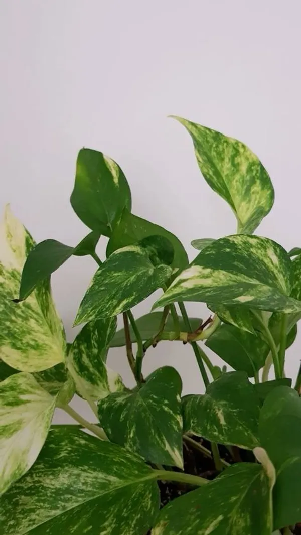 Golden_Variegated_Pothos_Live_Plant