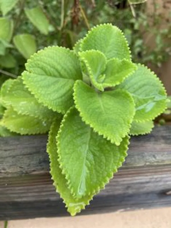 Green_Ajwain_Live_Plant