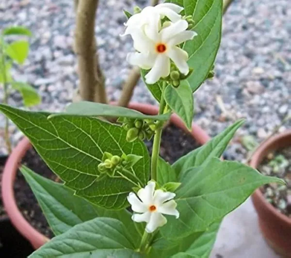 Parijat_White_Flowering_Jasmine_Live_Plant