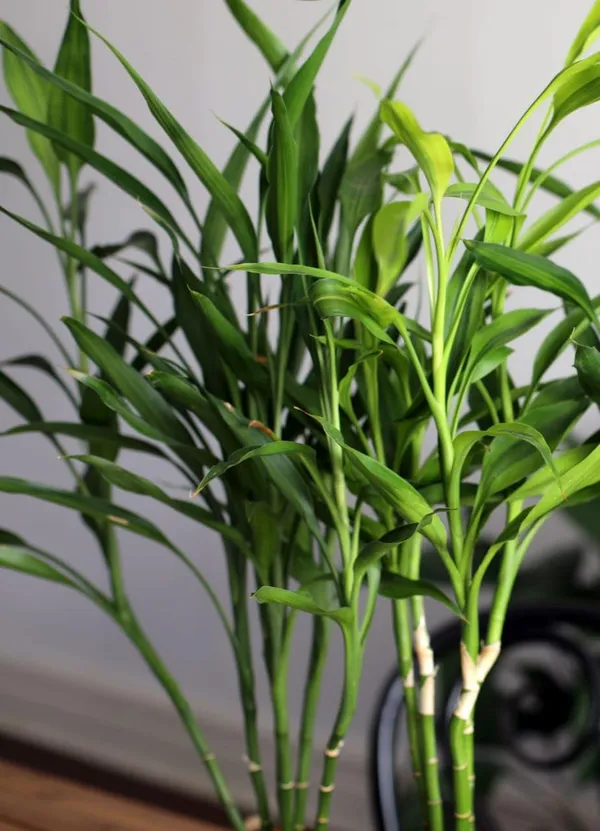Green_Dracaena_Live_Ornamental_Plant