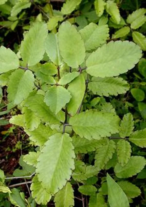 Green_Ajwain_Live_Plant