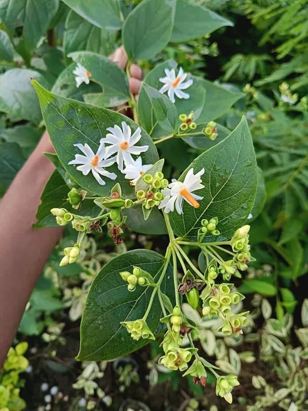 Parijat_White_Flowering_Jasmine_Live_Plant