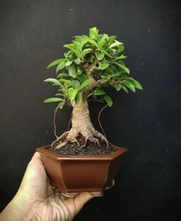 Green_Bonsai_Plant_In_Decorative_Pot