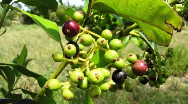 Jamun_Fruit_Plant
