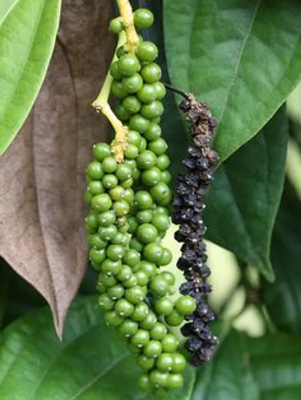 Black_Pepper_Plant
