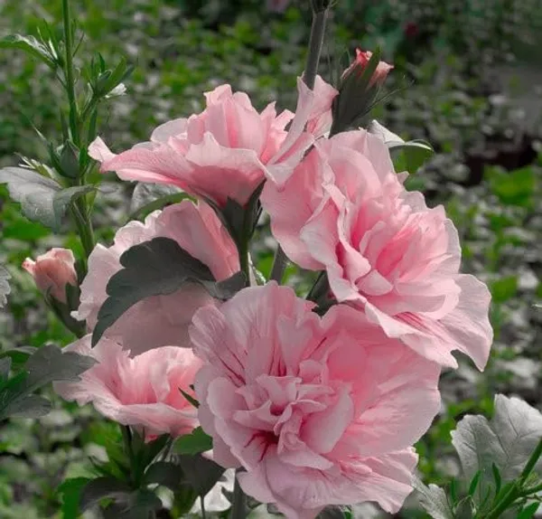 Pink_Double_Hibiscus_Flowering_Plant