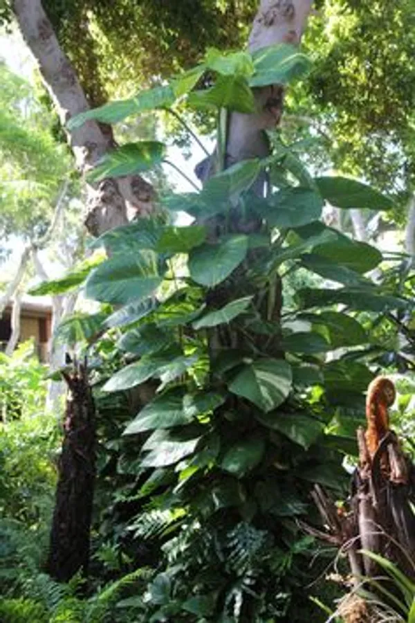 Golden_Variegated_Pothos_Live_Plant