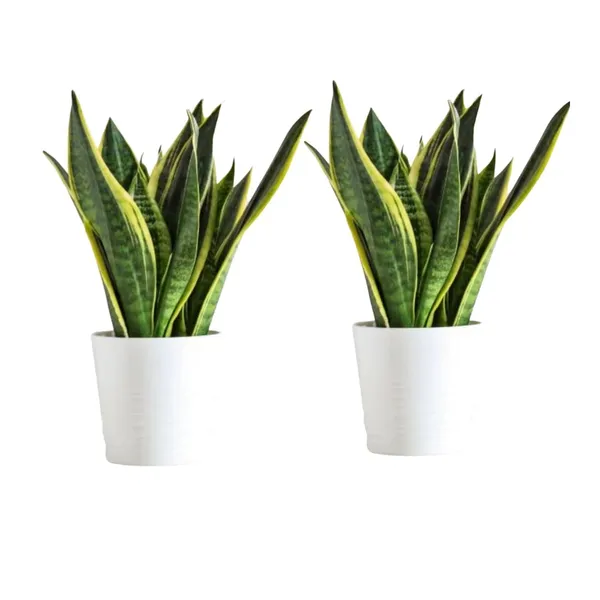 Green_Snake_Plant_Live_Indoor_Plant