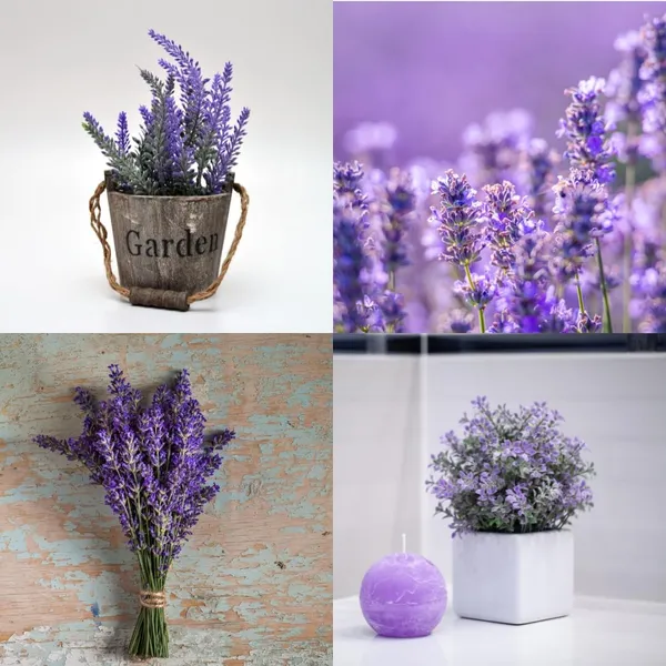 Purple_Lavender_Flowering_Plant