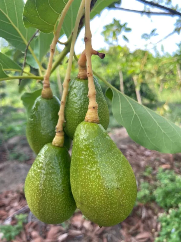 Green_Avocado_Fruit_Plant