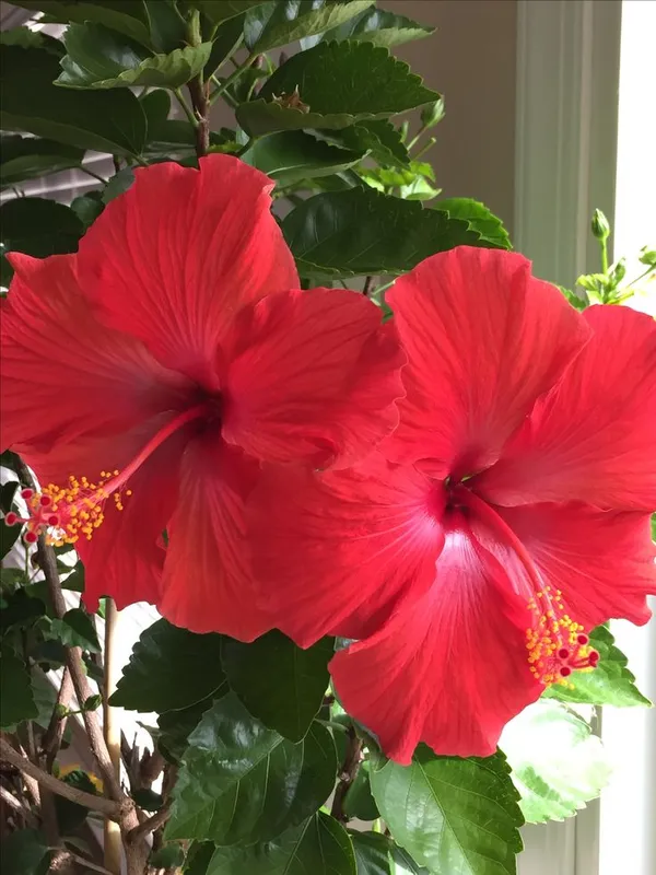 Red_Hibiscus_Flowering_Plant
