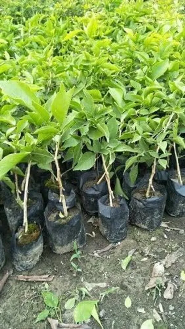 Green_Live_Potted_Plant