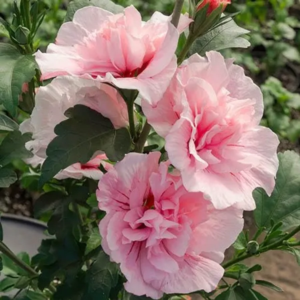 Pink_Double_Hibiscus_Flowering_Plant