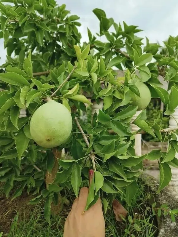 Green_Guava_Fruit_Plant