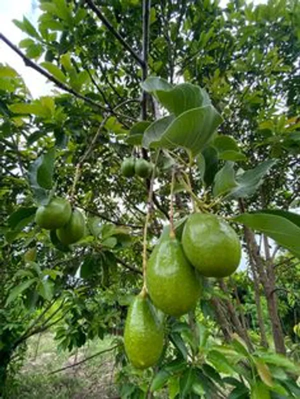 Green_Avocado_Fruit_Plant