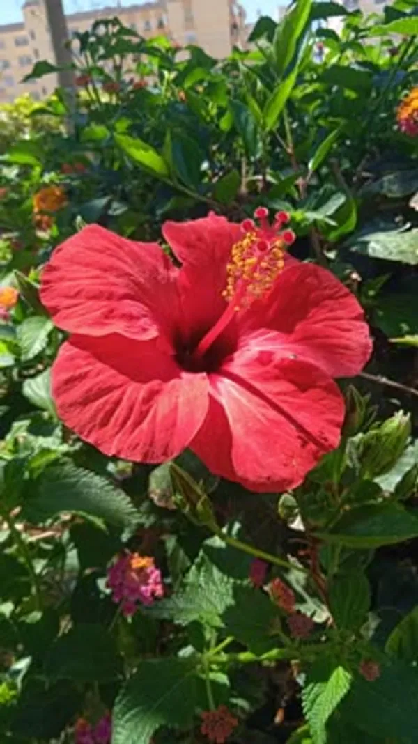 Red_Hibiscus_Flowering_Plant