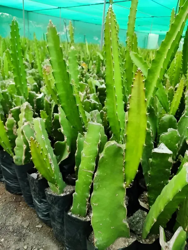 Yellow_Dragon_Fruit_Live_Plant