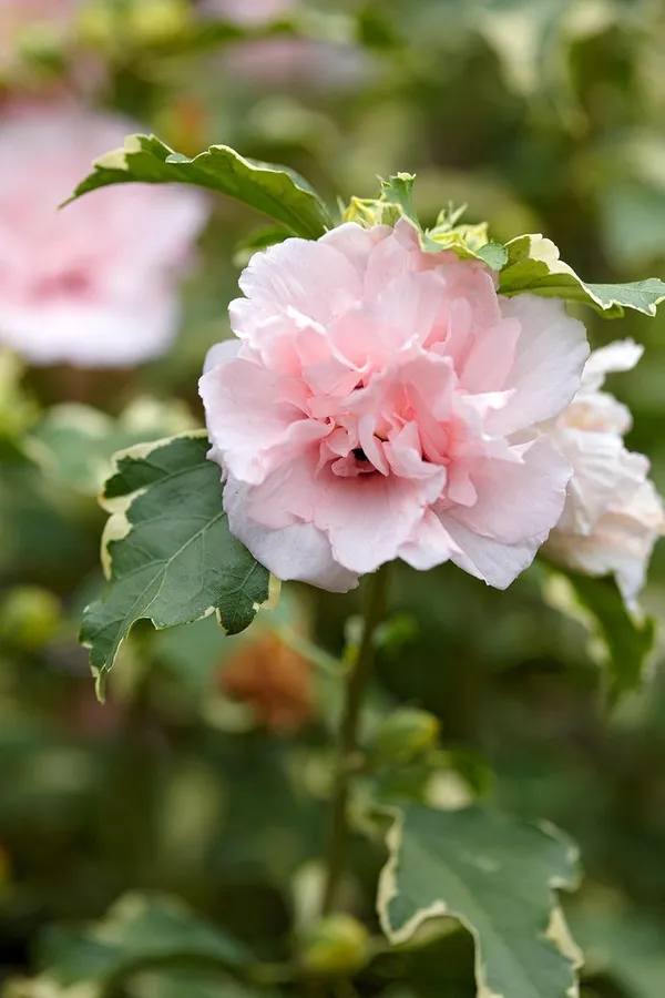 Pink_Double_Hibiscus_Flowering_Plant