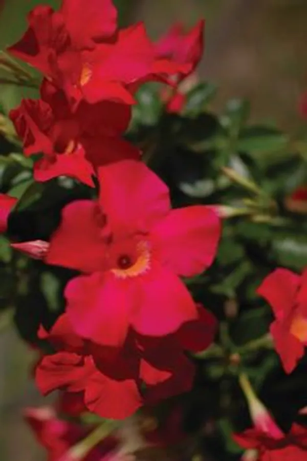 Pink_Mandevilla_Flowering_Plant