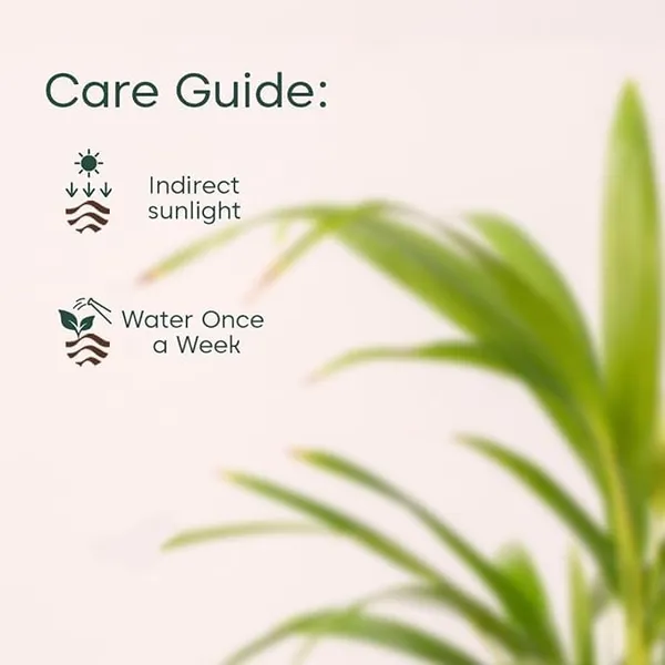 Green_Areca_Palm_Live_Plant_In_Black_Pot