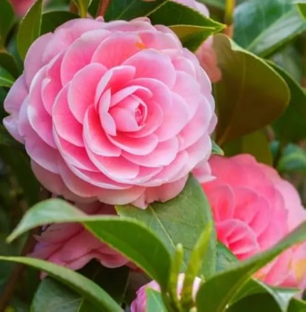 Red_Camellia_Flowering_Plant