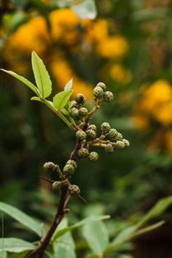 Black_Pepper_Plant