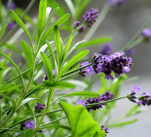 Purple_Lavender_Flowering_Plant