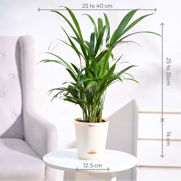 Green_Areca_Palm_Plant_In_White_Pot