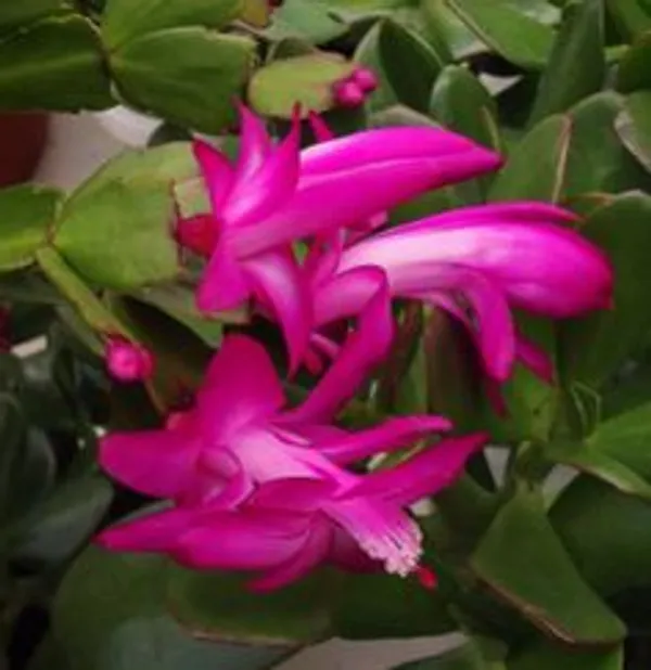 Pink_Christmas_Cactus_Flowering_Live_Plant
