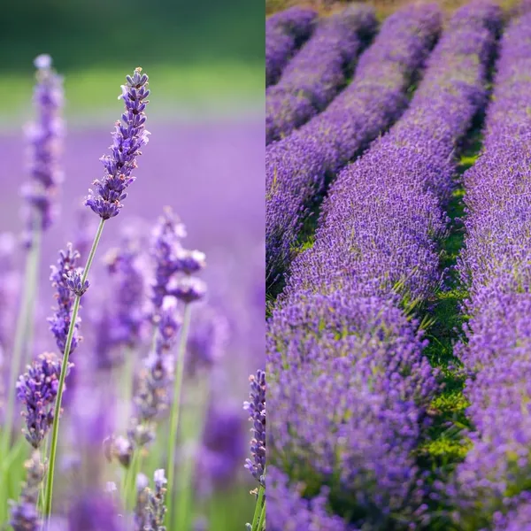 Purple_Lavender_Flowering_Plant