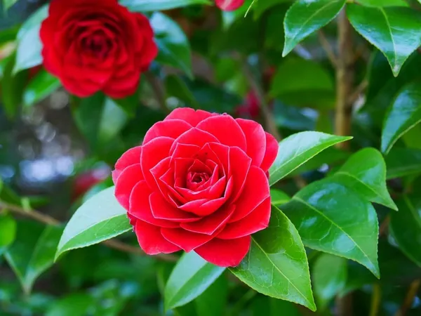 Red_Camellia_Flowering_Plant