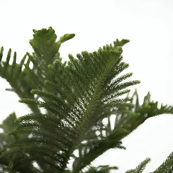 Green_Araucaria_Norfolk_Island_Pine_Live_Plant