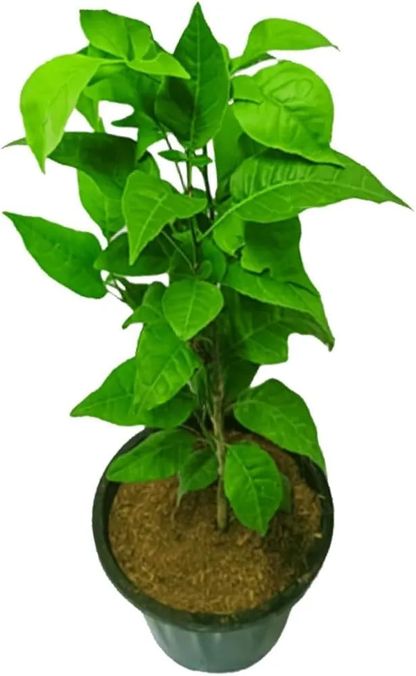 Green_Leafy_Ornamental_Potted_Plant
