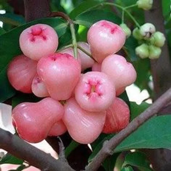 Green_Wax_Apple_Fruit_Plant